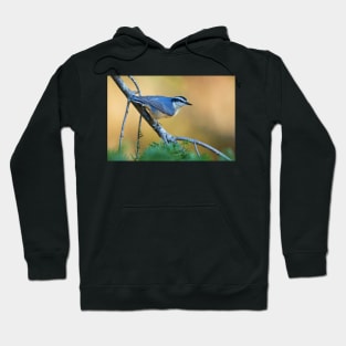 Red-breasted Nuthatch - Algonquin Park, Canada Hoodie